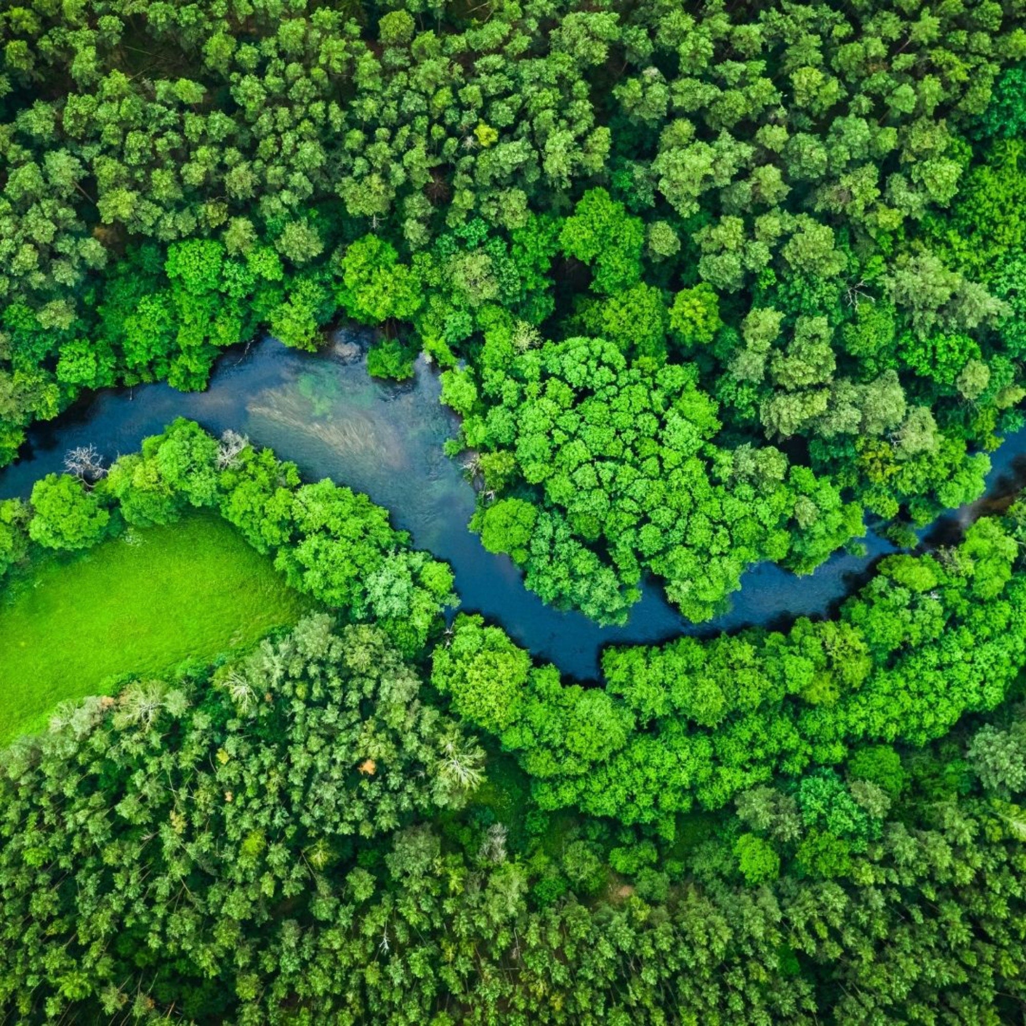Blueforest