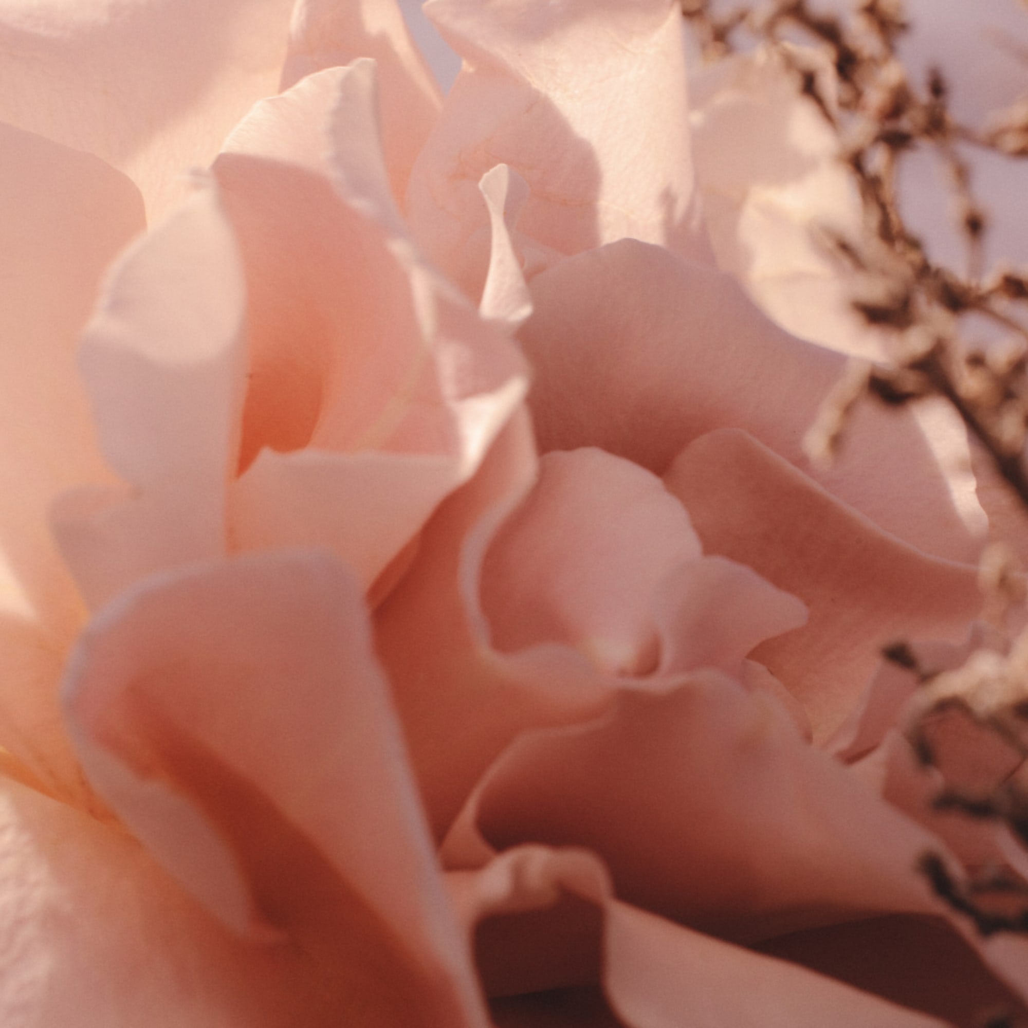 Rose Magnitude Perfume Concentrate